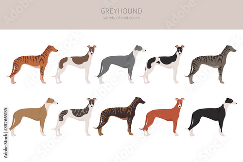 Murais de parede English greyhound dogs different coat colors