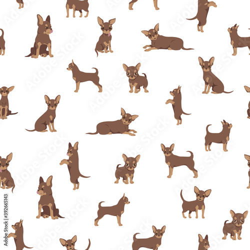 Chihuahua seamless pattern. Dog healthy silhouette and different poses background
