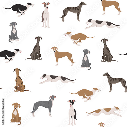 Fotografie, Tablou English greyhound dogs in different poses