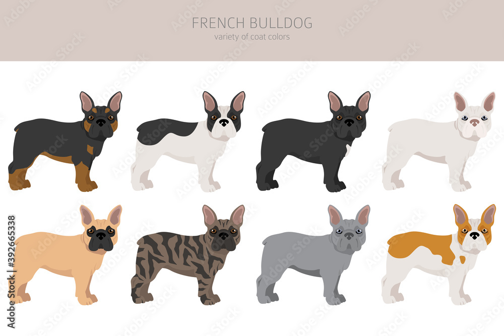French bulldog. Different varieties of coat color dog set