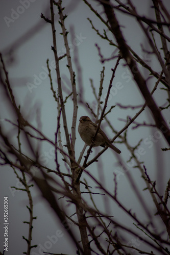 bird on a branch