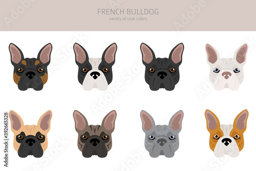 French bulldog. Different varieties of coat color dog set