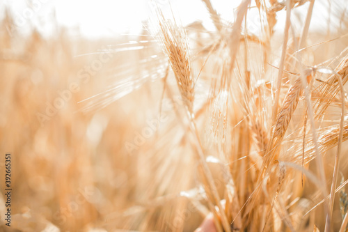 Wheat field. Light golden wheat background. Grain close-up of golden wheat. Beautiful natural landscape of nature. Rural landscape under bright sunlight. Wheat field maturation background. 