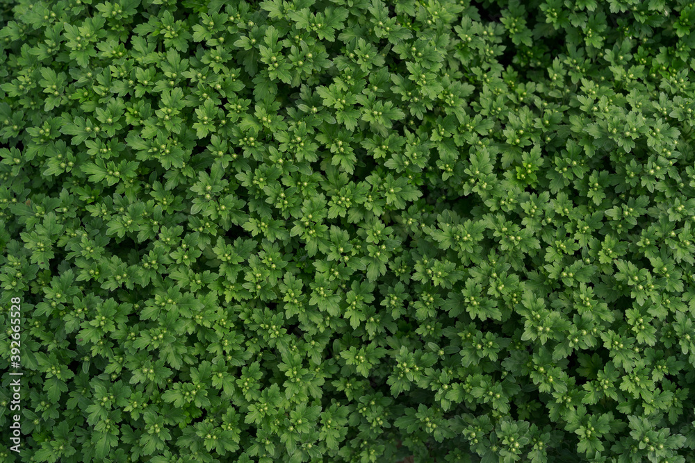 Bluming green fresh chrysanthemum abstract texture Bluming green fresh chrysanthemum abstract texture