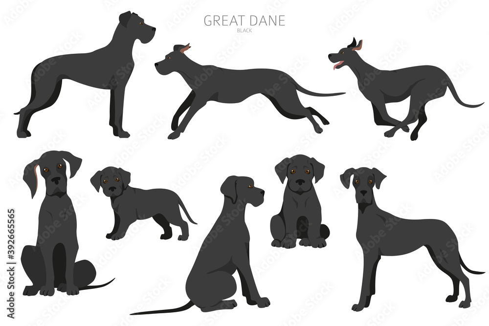 Great dane dogs in different poses. Adult and great dane puppy set