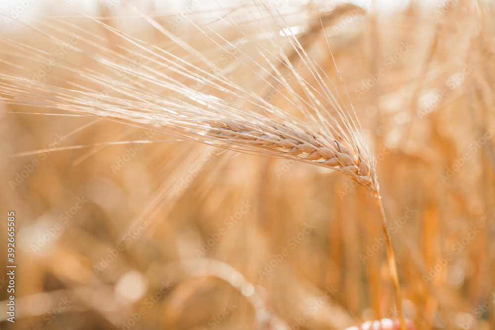 Wheat field. Light golden wheat background. Grain close-up of golden wheat. Beautiful natural landscape of nature. Rural landscape under bright sunlight. Wheat field maturation background. Wheat field. Light golden wheat background. Grain close-up of golden wheat. Beautiful natural landscape of nature. Rural landscape under bright sunlight. Wheat field maturation background.