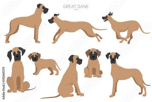 Great dane dogs in different poses. Adult and great dane puppy set