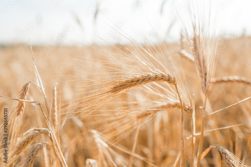 Fototapeta premium Wheat field. Ears of golden wheat close-up. Beautiful nature landscape of nature. Rural scenery under the shining sunlight. Background ripening wheat field. The concept of a rich harvest