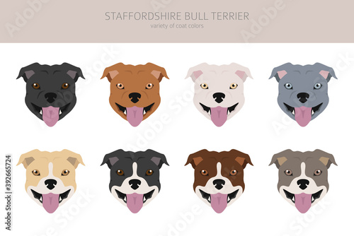 Pit bull type dogs. Staffordshire bull terrier. Different variaties of coat color bully dogs set