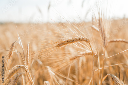 Wheat field. Ears of golden wheat close-up. Beautiful nature landscape of nature. Rural scenery under the shining sunlight. Background ripening wheat field. The concept of a rich harvest