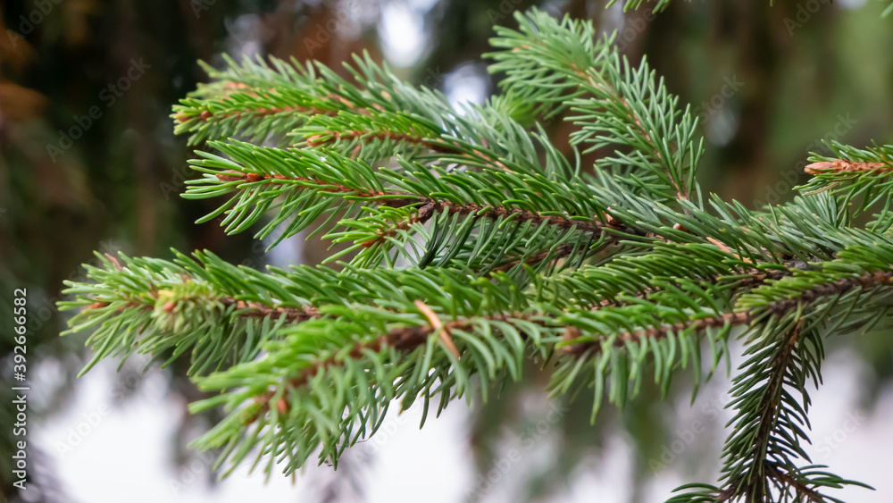 Several lush green branches of a spruce, fir, christmas tree Several lush green branches of a spruce, fir, christmas tree