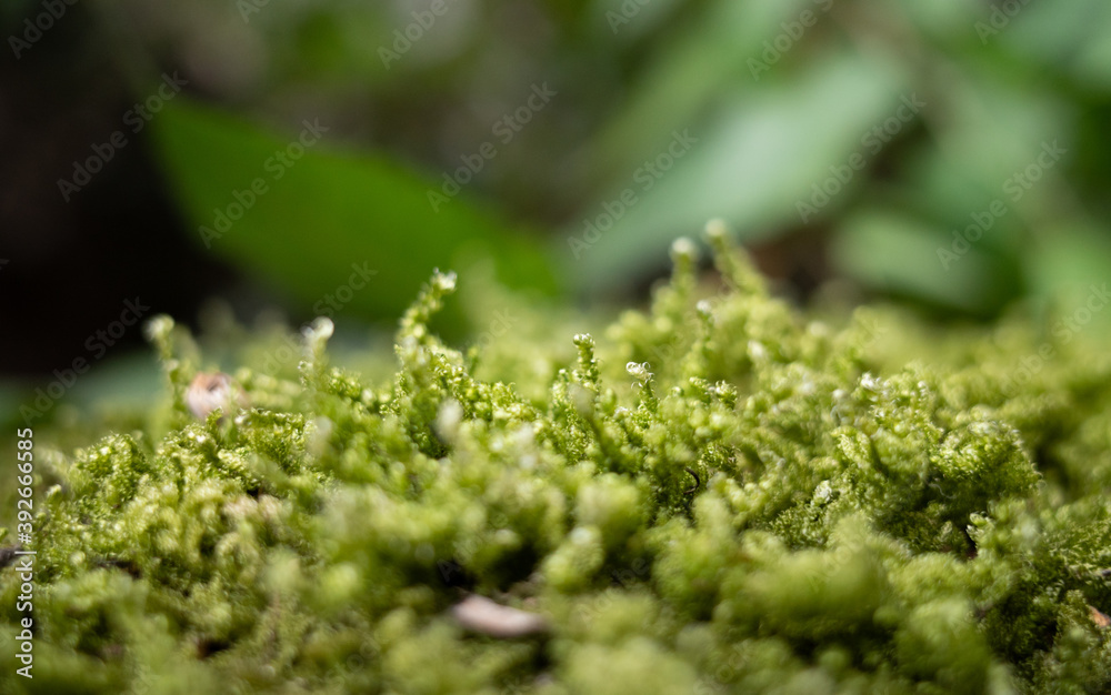 green moss on the ground green moss on the ground