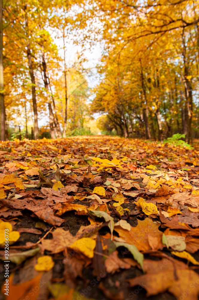 autumn leaves in the park