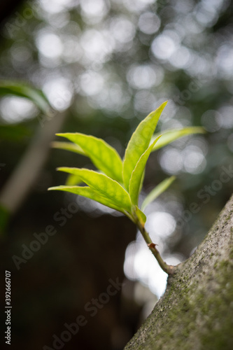 green leaves on a tree