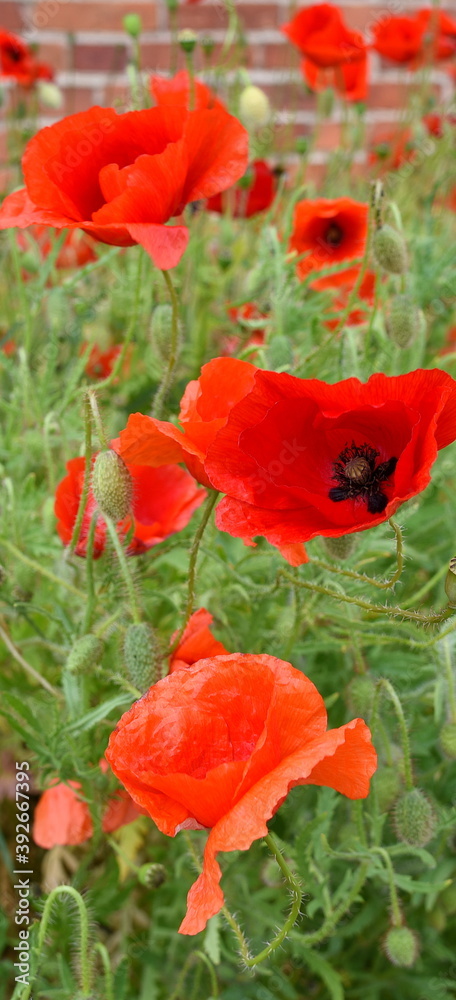 Fototapeta premium Feurig roter Mohn auf grüner Wiese