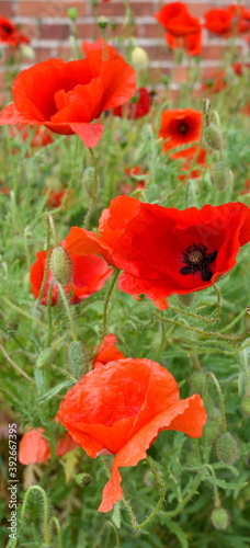 Feurig roter Mohn auf gr  ner Wiese