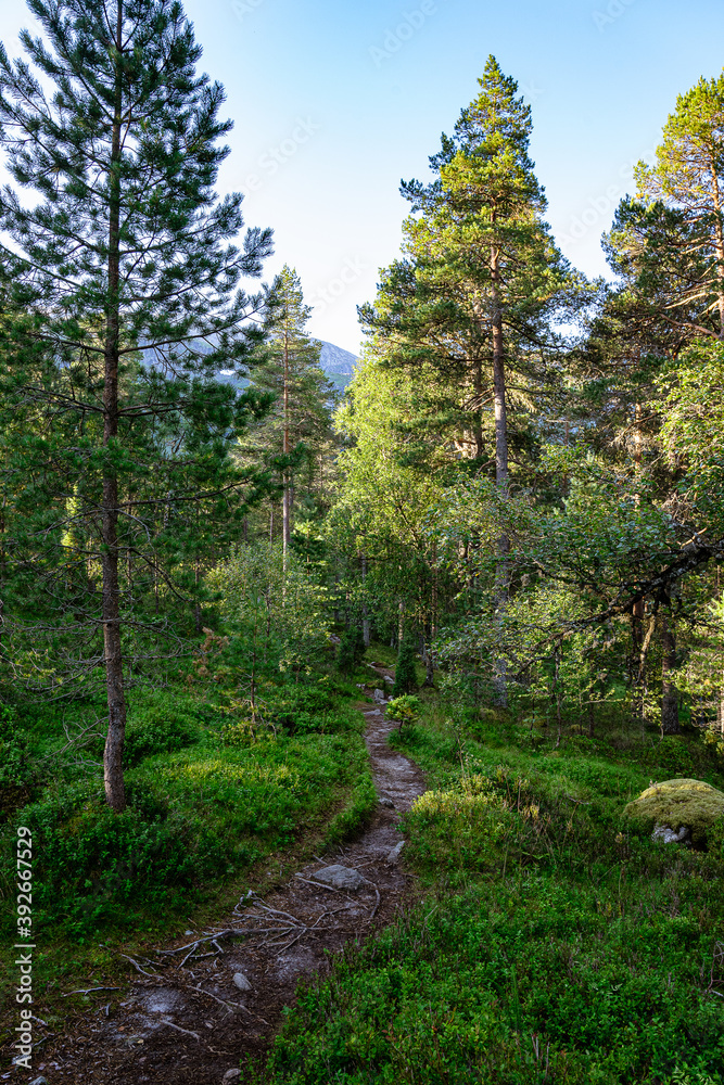 Footpath in a forest near the Fossestien