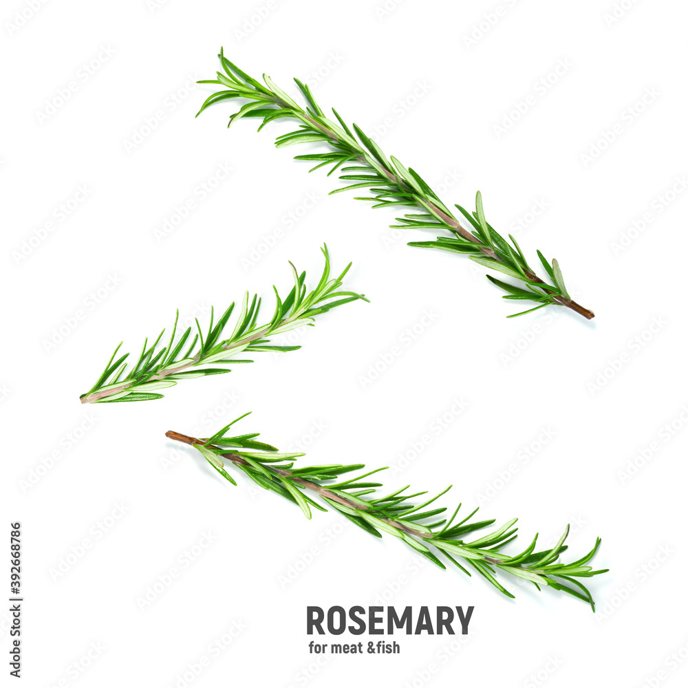 Twig of rosemary on a white background.