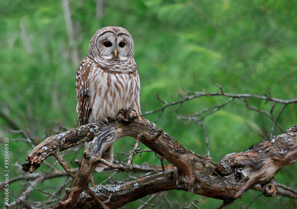 Barred Owl standing on a tree branch with green background Barred Owl standing on a tree branch with green background