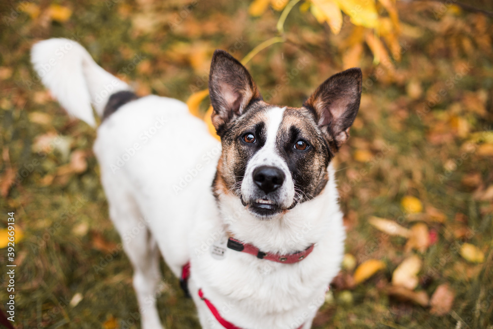 adorable dog in autumn park with yellow leaves