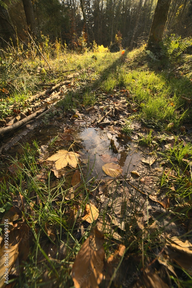Obraz premium reflet feuille morte flaque d'eau nature en forêt ensoleillé