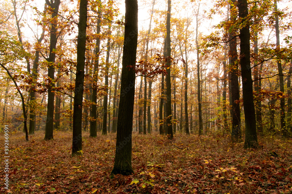 Obraz premium Autumn forest wide shot with beautiful colors