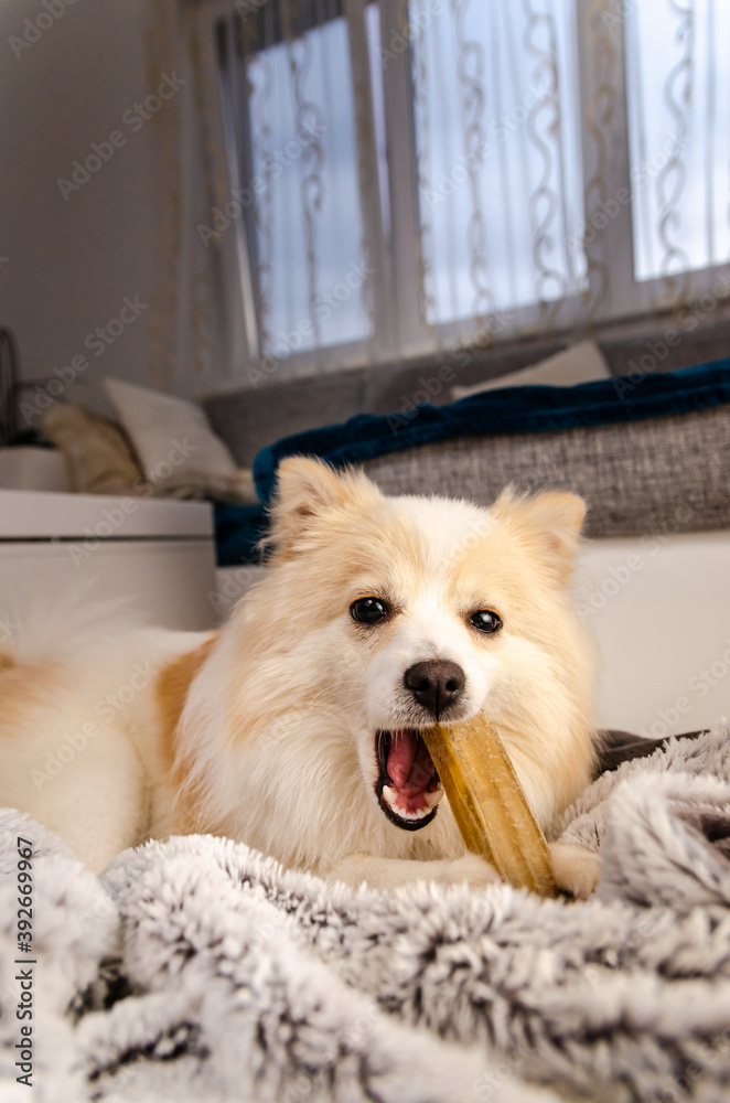 Pomeranian dog lying on blanket and chewing a dog treat bone. Pomeranian dog lying on blanket and chewing a dog treat bone.