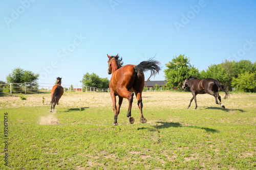 Bay horses in paddock on sunny day. Beautiful pets