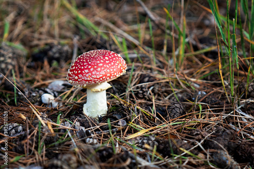 fly agaric mushroom