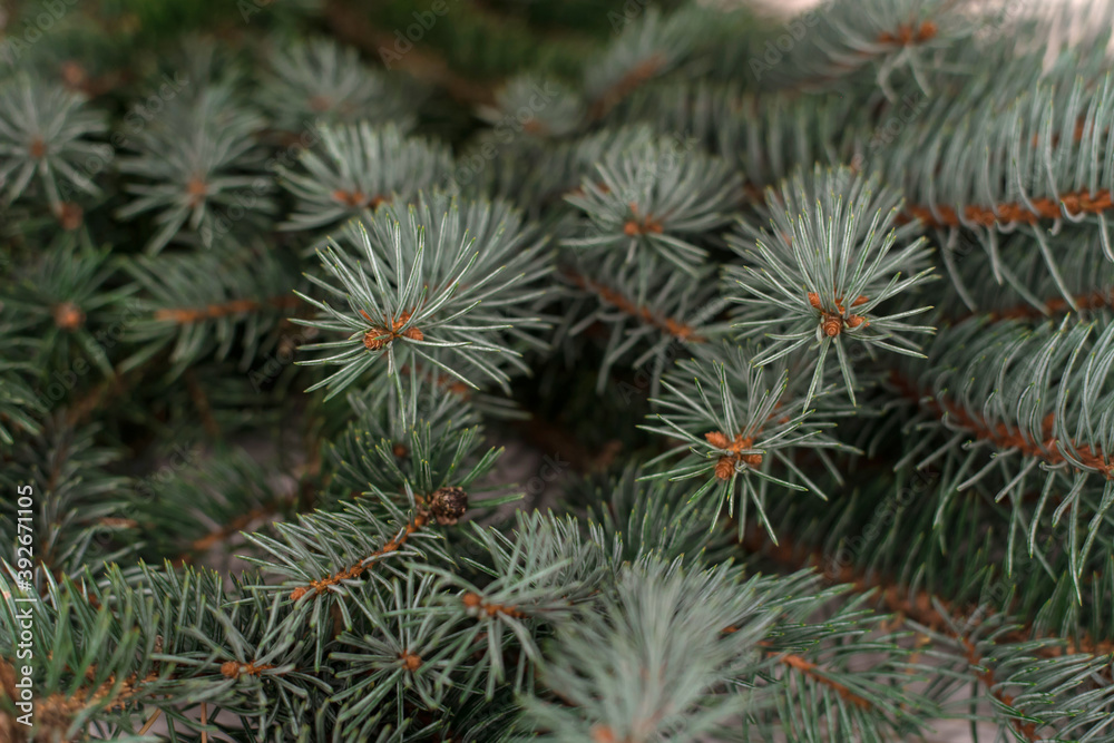 Close-up of green fir winter tree branches. Close-up of green fir winter tree branches.
