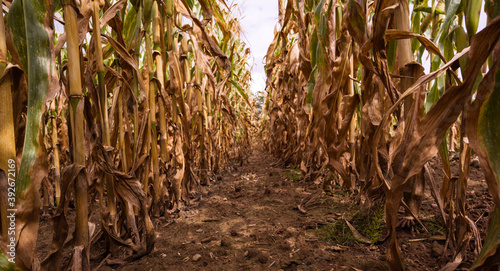 Corn field before harvest_Baden-Wuerttemberg  Germany