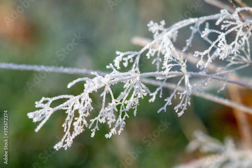 Close up view of winter frost on grass  photo