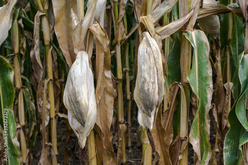 Corn field before harvest_Baden-Wuerttemberg, Germany