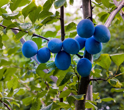 Plum tree with the wonderful Buehler plums. Baden Wuerttemberg, Germany, Europe photo