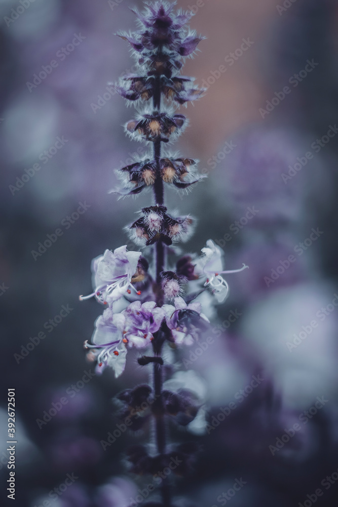 Floral Floral