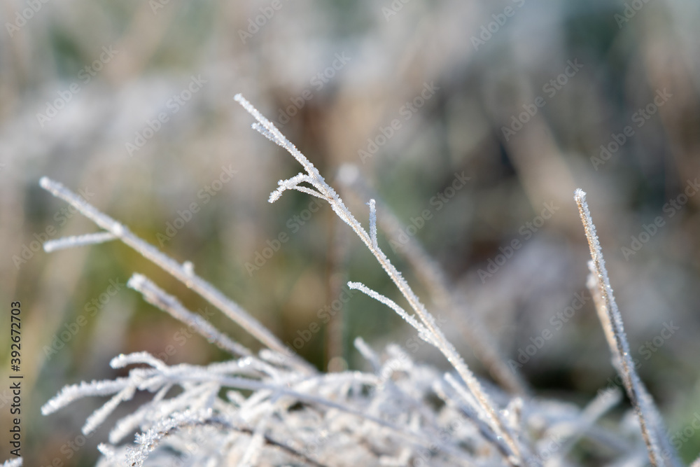 Close up view of winter frost on grass Close up view of winter frost on grass