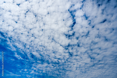 sky clouds _Altocumulus stratiformis translucidus photo