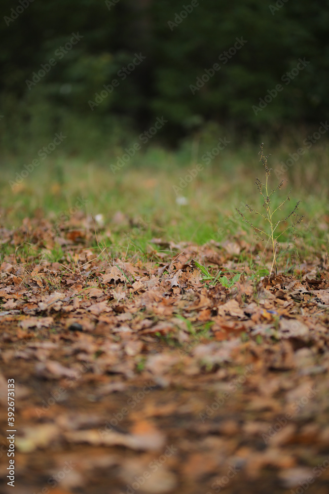 Fallen leaves in the forest. Autumn landscape.
Fallen leaves in the forest. Autumn landscape.