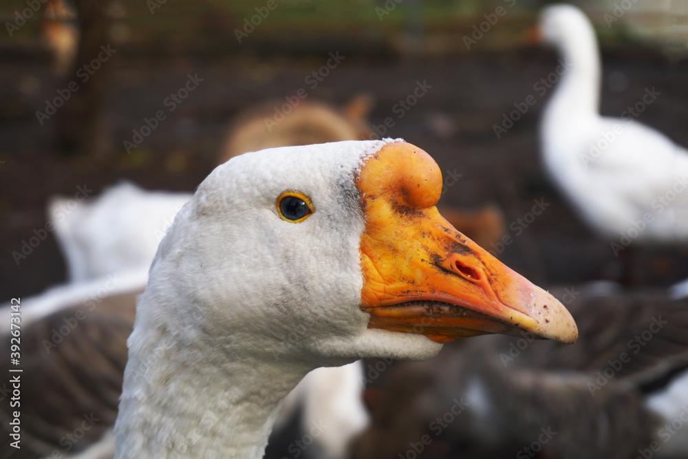 The head of a white domestic goose with an orange beak.