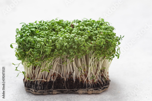 Micro green sprouts of watercress salad. Healthy lifestyle.