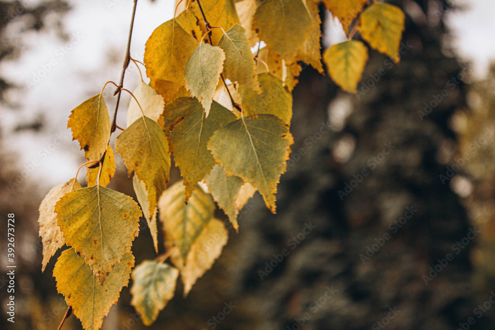 Fototapeta premium birch leaves