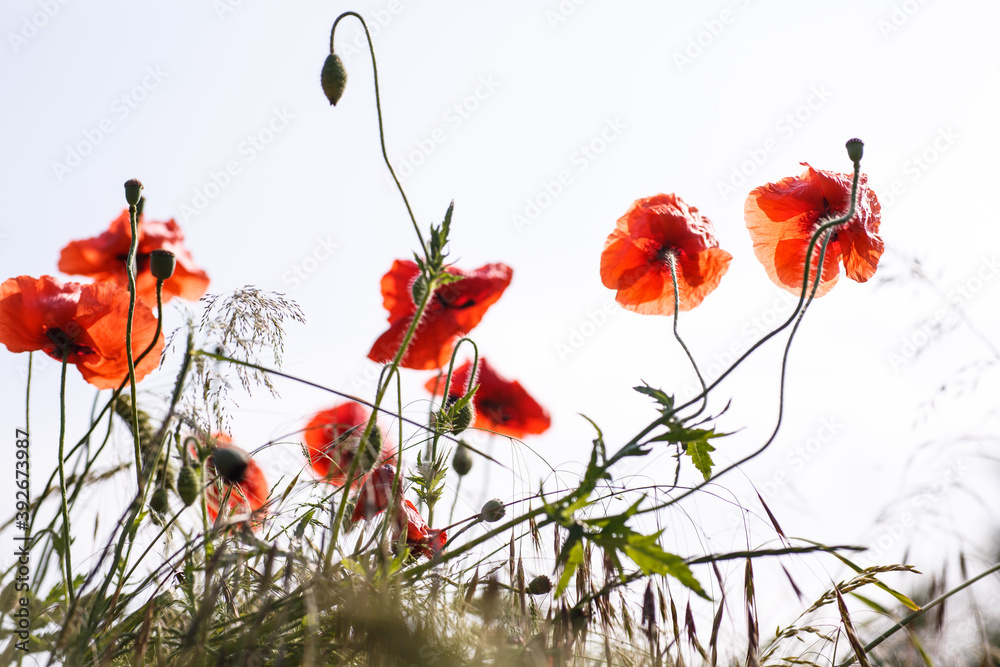 Obraz premium Mohn weisser Hintergrund