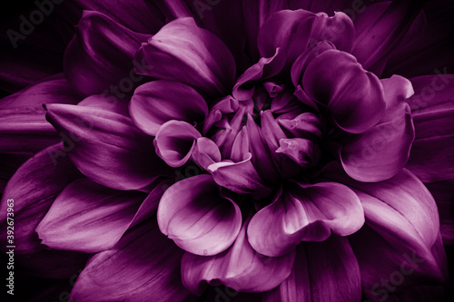 Fototapeta Naklejka Na Ścianę i Meble -  Makro Dahlie in lila