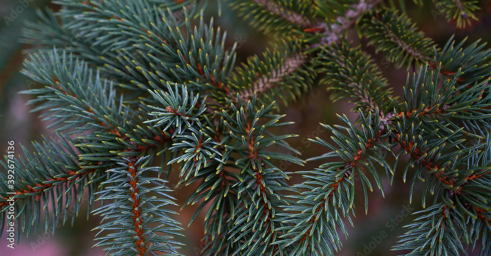 Fir tree branch background close up. Winter holidays