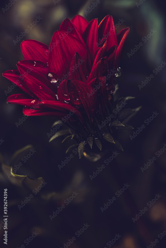 Floral Floral