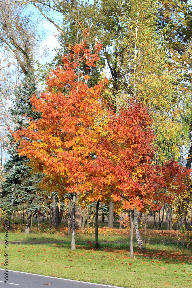Naklejka premium cute cozy corner in the autumn park