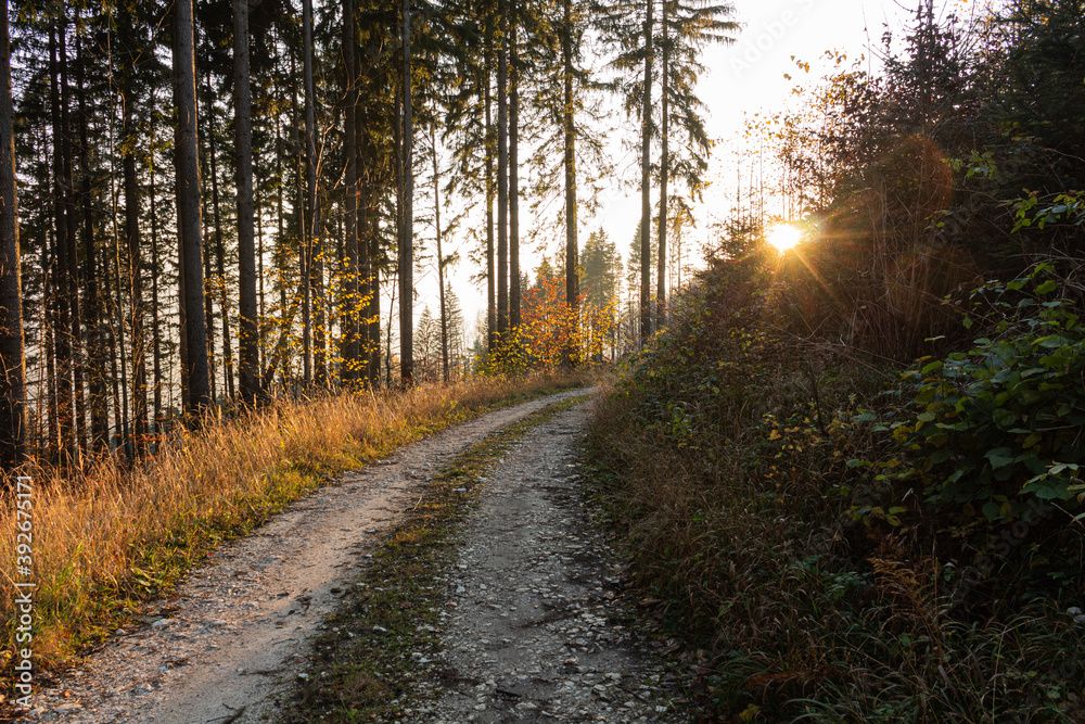 Naklejka premium Forest road under sunset sunbeams. Lane running through the autumn deciduous forest at dawn or sunrise.