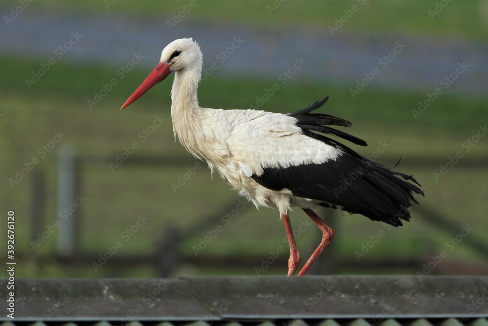 Fototapeta premium White stork in focus