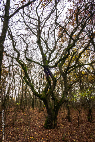 Autumn forest in Budapest's suburb 