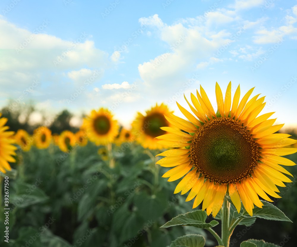 Beautiful view of field with yellow sunflowers at sunset. Space for text